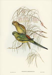 Red-backed Parakeet Psephotus haematonotus illustrated by Elizabeth Gould 1804–1841 for John Gould’s 1804-1881 Birds of Australia 