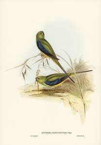 Ewings Fruit Pigeon Ptilinopus Ewingii illustrated by Elizabeth Gould 1804–1841 for John Gould’s 1804-1881 Birds of Australia 