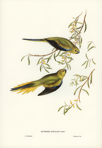 Elegant Grass-Parakeet Euphema elegans illustrated by Elizabeth Gould 1804–1841 for John Gould’s 1804-1881 Birds of Australia 