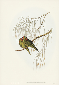 Little Lorikeet Trichoglossus pusillus illustrated by Elizabeth Gould 1804–1841 for John Gould’s 1804-1881 Birds of Australia 