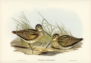 New Holland Snipe Scolopax Australis illustrated by Elizabeth Gould 1804–1841 for John Gould’s 1804-1881 Birds of Australia 