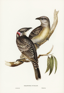 Great Bower Bird Chlamydera nuchalis illustrated by Elizabeth Gould 1804–1841 for John Gould’s 1804-1881 Birds of Australia 