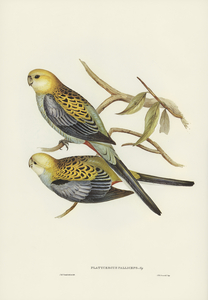 Pale-headed Parakeet Platycercus palliceps illustrated by Elizabeth Gould 1804–1841 for John Gould’s 1804-1881 Birds of Australia 