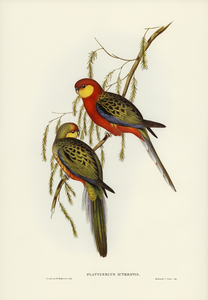 The Earl of Derbys Parrakeet Platycercus icterotis illustrated by Elizabeth Gould 1804–1841 for John Gould’s 1804-1881 Birds of Australia 