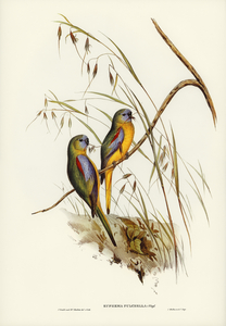 Chestnut-shouldered Grass-Parakeet Euphema pulchella illustrated by Elizabeth Gould 1804–1841 for John Gould’s 1804-1881 Birds of Australia 