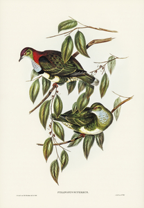 Superb Fruit Pigeon Ptilinopus superbus illustrated by Elizabeth Gould 1804–1841 for John Gould’s 1804-1881 Birds of Australia 