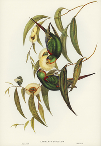 Swift Lorikeet Lathamus discolor illustrated by Elizabeth Gould 1804–1841 for John Gould’s 1804-1881 Birds of Australia 