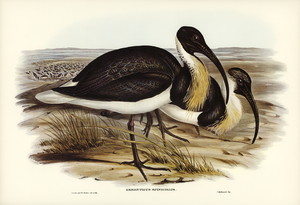 Straw-necked Ibis Geronticus spinicollis illustrated by Elizabeth Gould 1804–1841 for John Gould’s 1804-1881 Birds of Australia 