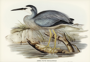 White-fronted Heron Ardea Novae-Hollandiae illustrated by Elizabeth Gould 1804–1841 for John Gould’s 1804-1881 Birds of Australia 