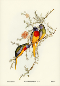 Splendid Grass-Parakeet Euphema splendida illustrated by Elizabeth Gould 1804–1841 for John Gould’s 1804-1881 Birds of Australia 