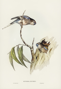 Boukes Grass-Parakeet Euphema Bourkii illustrated by Elizabeth Gould 1804–1841 for John Gould’s 1804-1881 Birds of Australia 