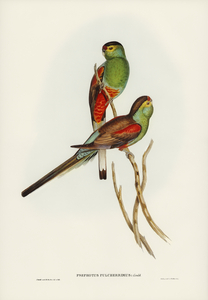 Beautiful Parakeet Psephotus pulcherrimus illustrated by Elizabeth Gould 1804–1841 for John Gould’s 1804-1881 Birds of Australia 