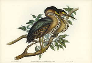 Thick-billed Green Bittern Ardetta macrorhyncha illustrated by Elizabeth Gould 1804–1841 for John Gould’s 1804-1881 Birds of Australia 
