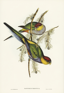 Red-capped Parakeet Platycercus pileatus illustrated by Elizabeth Gould 1804–1841 for John Gould’s 1804-1881 Birds of Australia 