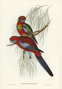 Pennants Parakeet Platycercus Pennantii illustrated by Elizabeth Gould 1804–1841 for John Gould’s 1804-1881 Birds of Australia 