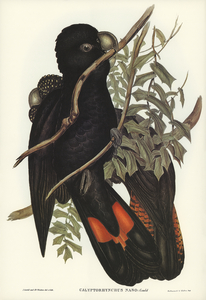 Western Black Cockatoo Calyptorhynchus naso illustrated by Elizabeth Gould 1804–1841 for John Gould’s 1804-1881 Birds of Australia 