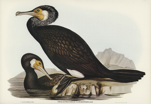 Australian Cormorant Phalacrocorax Carboides illustrated by Elizabeth Gould 1804–1841 for John Gould’s 1804-1881 Birds of Australia 