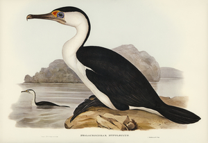 Pied Cormorant Phalacrocorax hypoleucus illustrated by Elizabeth Gould 1804–1841 for John Gould’s 1804-1881 Birds of Australia 