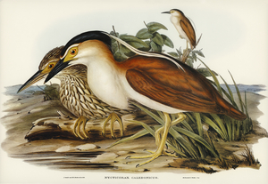 Australian Rhynchaea Rhynchaea Australis illustrated by Elizabeth Gould 1804–1841 for John Gould’s 1804-1881 Birds of Australia 