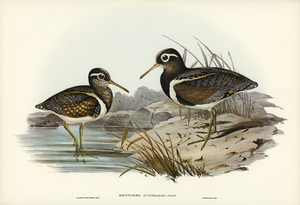 Australian Rhynchaea Rhynchaea Australis illustrated by Elizabeth Gould 1804–1841 for John Gould’s 1804-1881 Birds of Australia 