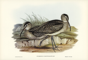 Australian Whimbrel Numenius uropygialis illustrated by Elizabeth Gould 1804–1841 for John Gould’s 1804-1881 Birds of Australia 