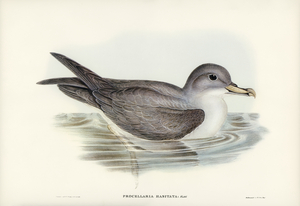 Great Grey Petrel Procellaria hasitata illustrated by Elizabeth Gould 1804–1841 for John Gould’s 1804-1881 Birds of Australia 