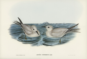 Grey Noddy Anous cinereus illustrated by Elizabeth Gould 1804–1841 for John Gould’s 1804-1881 Birds of Australia 