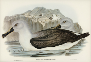 Culminated Albatros Diomedea culminata illustrated by Elizabeth Gould 1804–1841 for John Gould’s 1804-1881 Birds of Australia 
