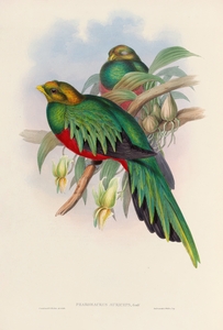 John Gould trogons 003