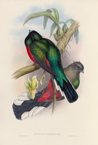 John Gould trogons 004