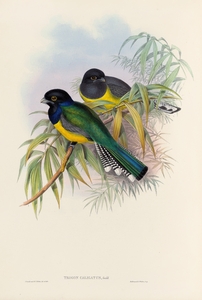 John Gould trogons 009