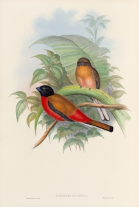 John Gould trogons 012