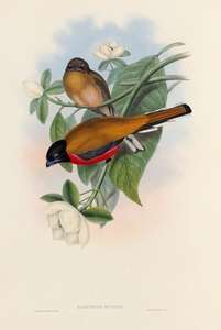 John Gould trogons 013