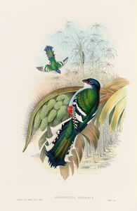 John Gould trogons 015