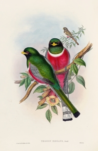 John Gould trogons 016