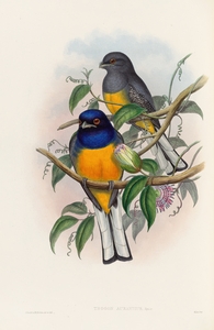 John Gould trogons 018