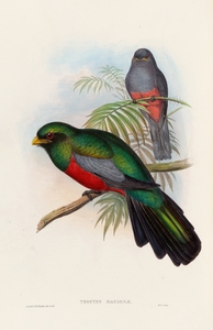 John Gould trogons 020
