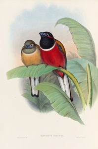 John Gould trogons 023