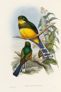 John Gould trogons 024