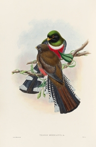 John Gould trogons 028