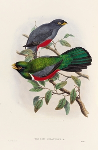 John Gould trogons 033