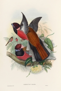 John Gould trogons 034
