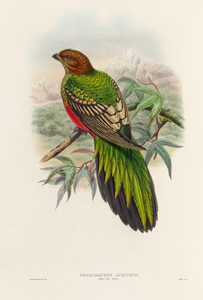 John Gould trogons 038