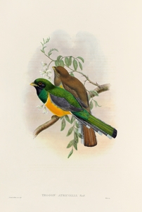 John Gould trogons 040
