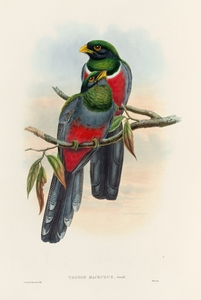 John Gould trogons 044