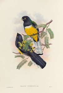 John Gould trogons 045