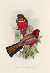 John Gould trogons 047