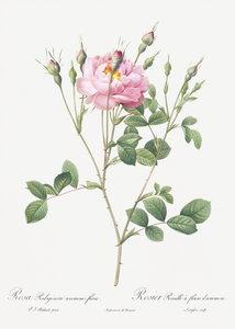 Anemone flowered sweetbriar rose