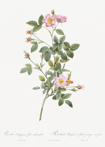 Speckled provins rose