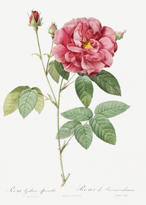 Vintage rosa gallica rose